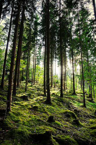 Tar Heel Reader | Forests