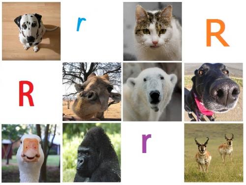Tar Heel Reader | Animals that Start with R
